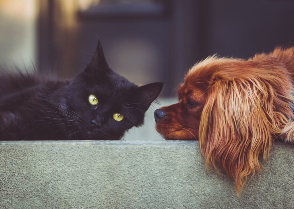 ¡Ayúdanos a Alimentar a las Mascotas Afectadas!